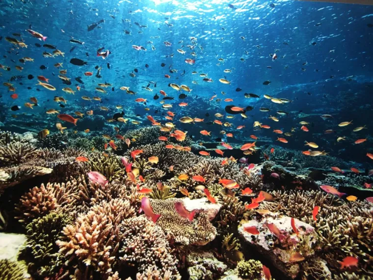 Nouvelle Année 2026, Rochefort, Ekidoma